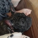 뚱이농장 이미지