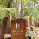 플렌티숲 | 뉴질랜드 북섬 여행 코스 추천-로토루아에서 타우포까지 완벽 루트 (레드우즈,블루스프링,와이오타푸...