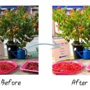 행운동-26 이미지