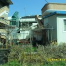 은행나무시장 3 이미지