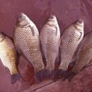 하천리-4 이미지