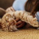 이쁘냥 고양이 미용실 이미지