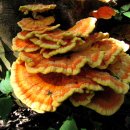 붉은덕다리버섯 [닭고기버섯, Laetiporus sulphureus] 이미지