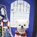 펫살롱지니 이미지