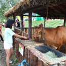 한우막사 이미지