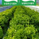 싱싱샐러드 이미지