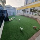 동이애견 이미지