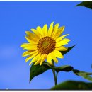 해,바람 이미지