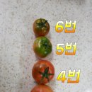 대저토마토 5키로 16000 원 무료배송 이미지