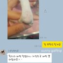 그루밍펫살롱 이미지