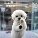 플레이독 파주본점 이미지