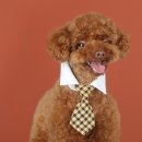 까르르멍멍 이미지