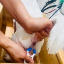 (주)퍼니팩 | [내돈내산] 10살 여름이와 함께한 역곡 원데이클래스 | 역곡 애견 미용부터 목욕까지