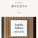 렙타일갤러리 | 화성 도마뱀분양 후기 렙타일갤러리 크레스티드 게코 전문샵