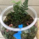 테라리움 클래스 이미지