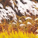 산들바람 이미지