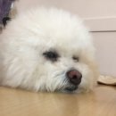 고니야 이미지