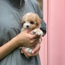 달링하이 강아지분양 밀양점 이미지