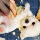 아이러브독 서초점 이미지