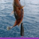 월평목장 이미지