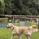 행복하 개 이미지