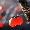 달콤홍시 이미지