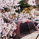 이제 시작이다" 벚꽃 뷰 감상할 수 있다는 전국 캠핑장 5곳 이미지