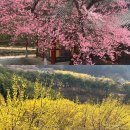 화엄사 | 전남 구례 화엄사와 산수유마을 방문 후기, 홍매화와 산수유가 아름다운 곳 26년 3월 25일 현황