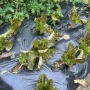 영메디팜 이미지