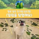 (주)털로덮인친구들 오산점 | 동작구 강아지 유치원 후기 / 중앙대 반려견 유치원...산책하는 애견 유치원 추천 (털로덮인친구들 상도점)