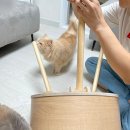 펫라운지(PET LOUNGE) 이미지