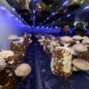 상가농장 이미지