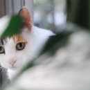 트립펫 이미지