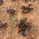 이안농장 이미지