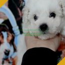 버디독 강아지분양 안심분양센터 김포점 이미지