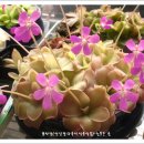 예진꽃농원 이미지