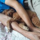 한입주개 이미지