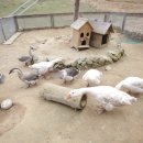 주주 농장 이미지