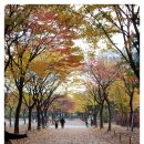 중앙화원 이미지