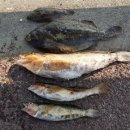 천성낚시터 이미지