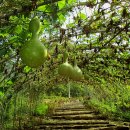 봄내목장 이미지