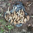 천마가스 이미지