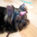 우리집첫째 이미지