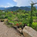 정희네 들꽃이야기 이미지