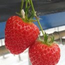 신 동원농장 이미지