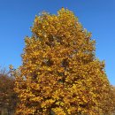 모동면 다목적광장 여자화장실 | 여주 강천섬 데이트, 여주 데이트 코스 추천, 강천섬 단풍나무, 기념일 일기, 힐링이 최고야