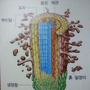 톱신페스트에 대하여 이미지