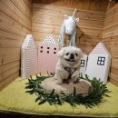 퍼니멍멍 갤럭시하우스점 이미지