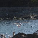 부산갈매기 이미지