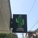 티에라선인장